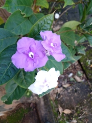 Brunfelsia pauciflora