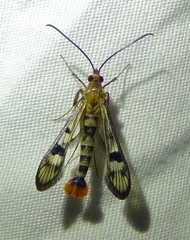 Synanthedon acerni