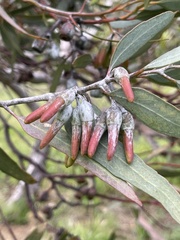 Eucalyptus tephroclada