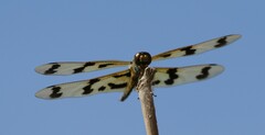 Rhyothemis graphiptera