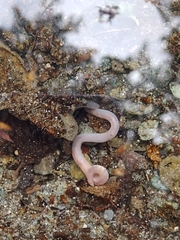 Oligochaeta