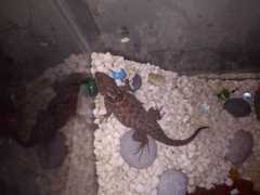 Sceloporus mucronatus