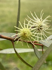 Eucalyptus tephroclada