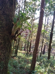 Epidendrum marmoratum