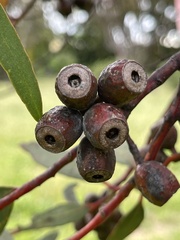 Eucalyptus tephroclada