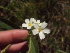 Caperonia cordata
