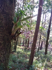 Epidendrum marmoratum