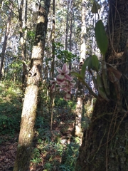 Epidendrum marmoratum