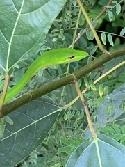 Ahaetulla mycterizans