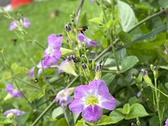 Trigona fulviventris
