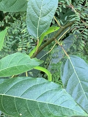 Ahaetulla mycterizans