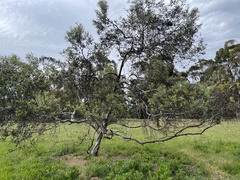 Eucalyptus tephroclada