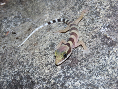 Cyrtodactylus tuberculatus