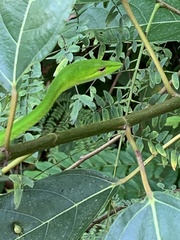 Ahaetulla mycterizans