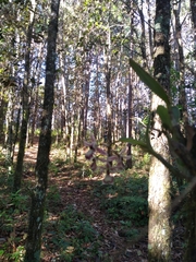 Epidendrum marmoratum