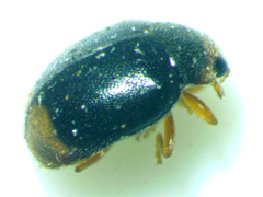 Diomus terminatus