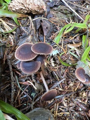 Marasmiineae