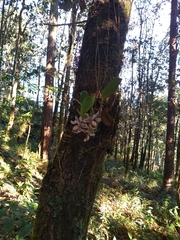 Epidendrum marmoratum