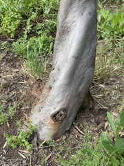 Eucalyptus tephroclada
