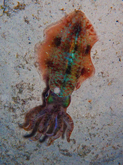 Sepioteuthis sepioidea