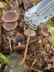 Marasmiineae