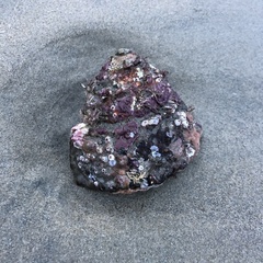 Megastraea undosa