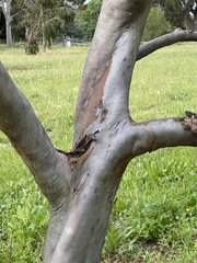 Eucalyptus tephroclada