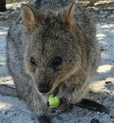Setonix brachyurus