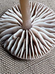 Marasmiineae