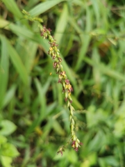Urochloa mutica