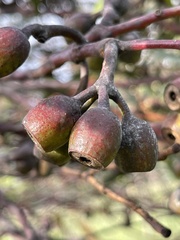 Eucalyptus tephroclada