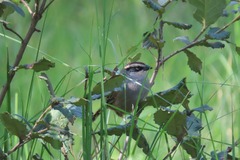 Oriturus superciliosus