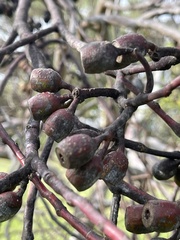 Eucalyptus tephroclada
