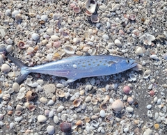 Scomberomorus maculatus