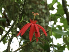 Passiflora vitifolia