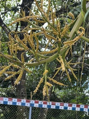 Ptychosperma macarthurii