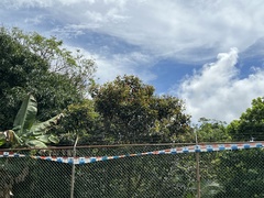 Chrysophyllum cainito