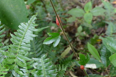 Passiflora vitifolia