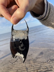 Rostroraja eglanteria