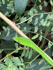 Ahaetulla mycterizans