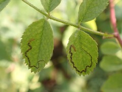 Stigmella anomalella