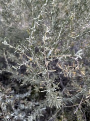 Atriplex canescens
