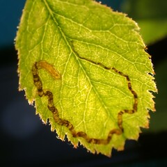 Stigmella anomalella