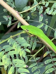 Ahaetulla mycterizans