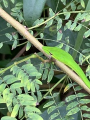 Ahaetulla mycterizans