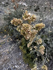 Atriplex confertifolia