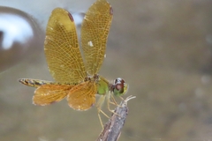 Perithemis