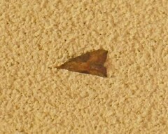 Hypena scabra