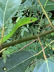 Ahaetulla mycterizans