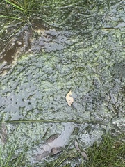 Ulvophyceae